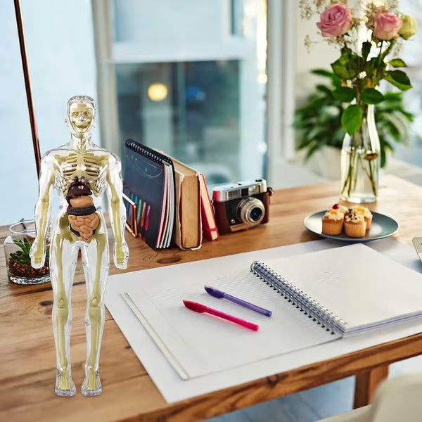 Human Body Structure Model