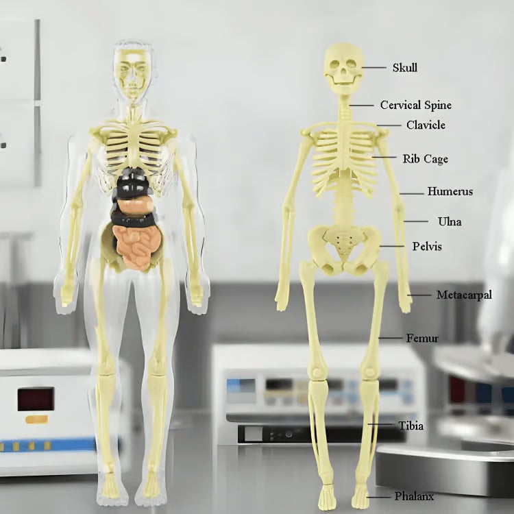 Human Body Structure Model
