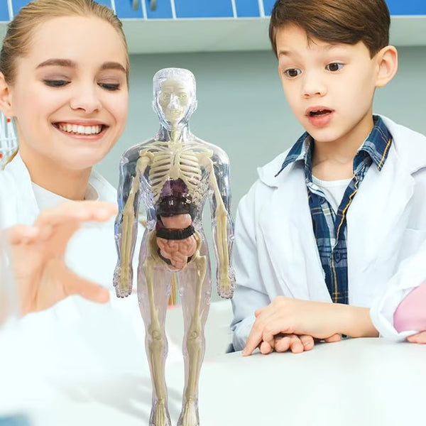 Human Body Structure Model