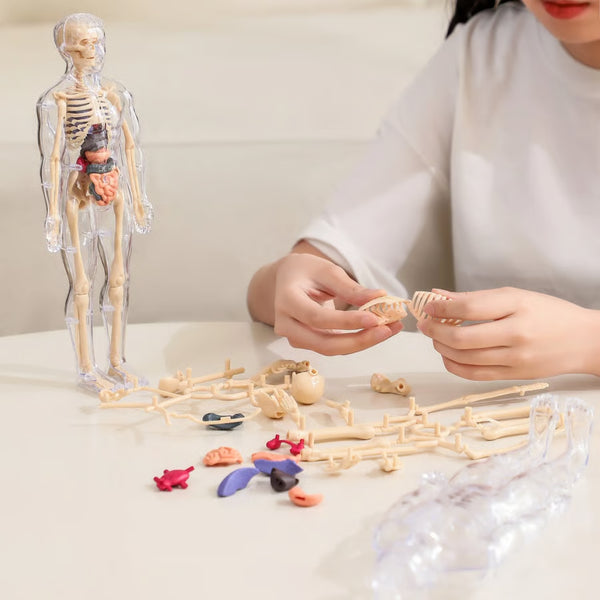 Human Body Structure Model