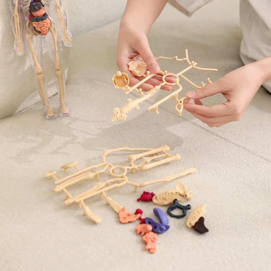 Human Body Structure Model