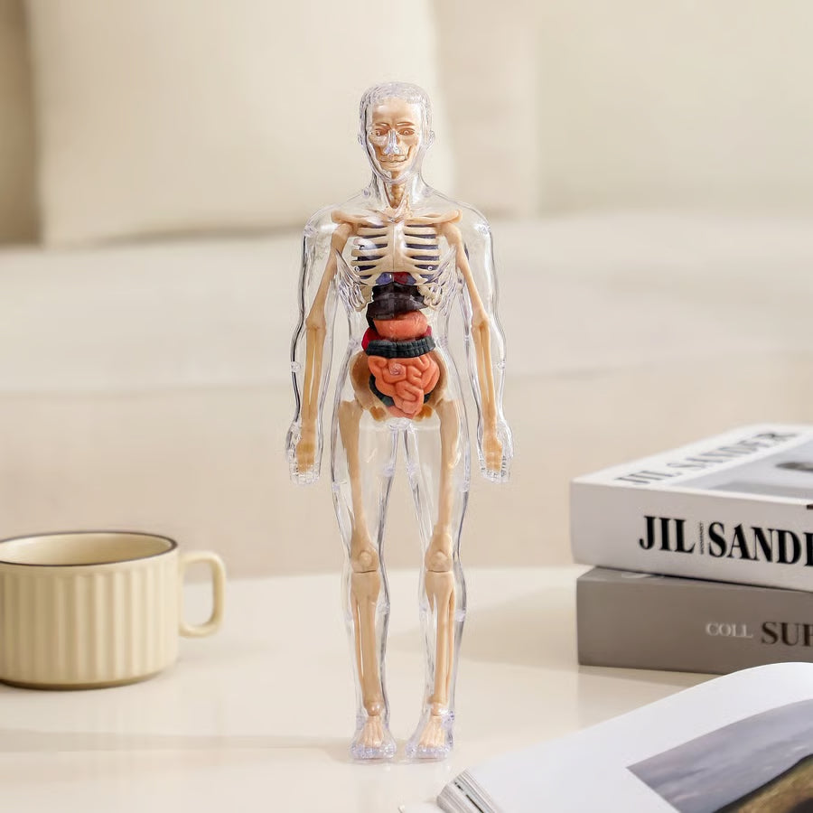Human Body Structure Model