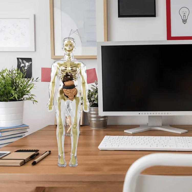 Human Body Structure Model