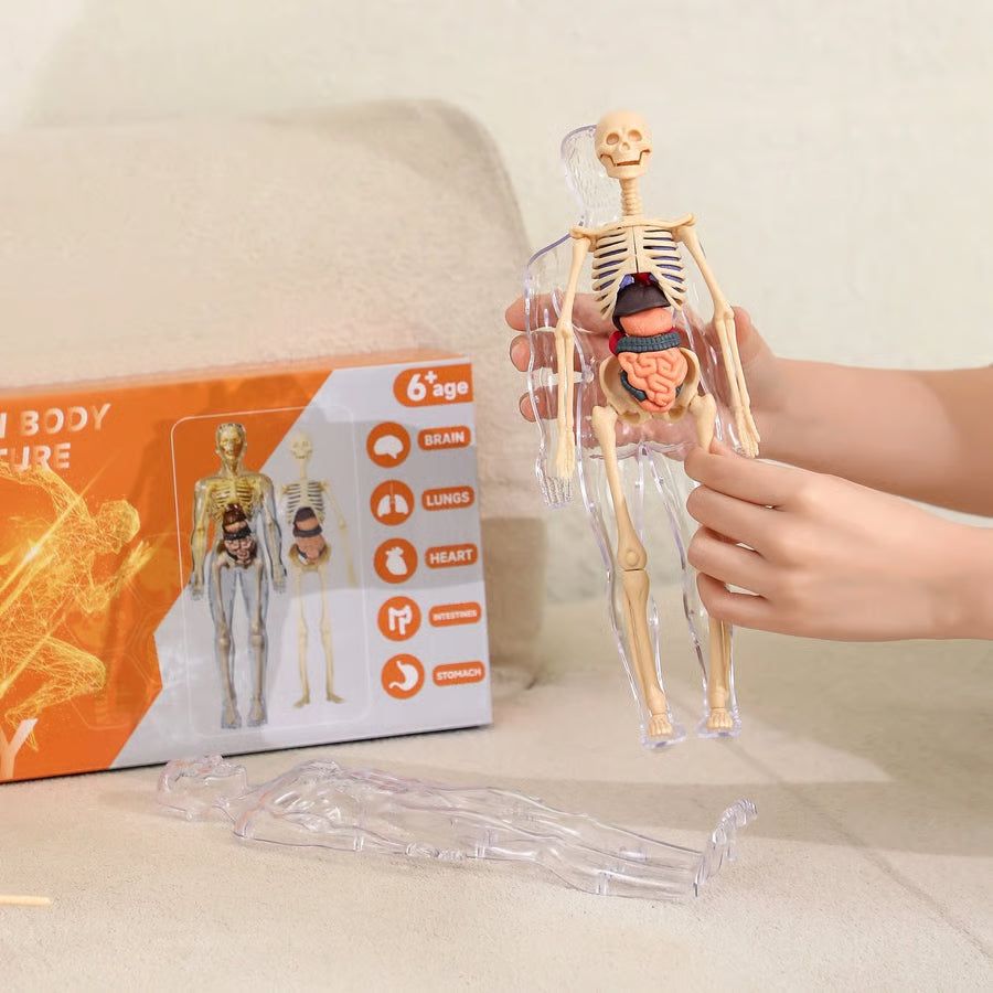 Human Body Structure Model
