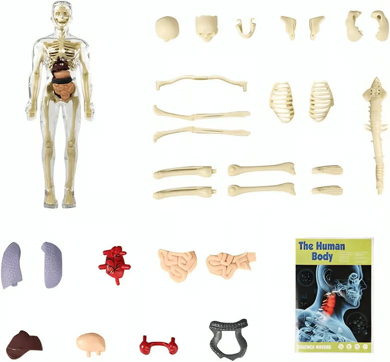 Human Body Structure Model