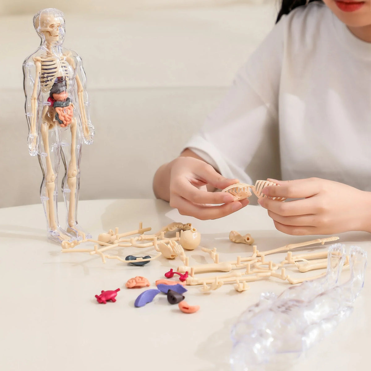 Human Body Structure Model