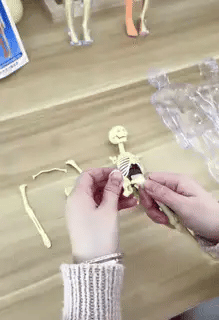 Human Body Structure Model